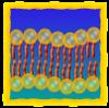Play Cell Defense: The Plasma Membrane Game